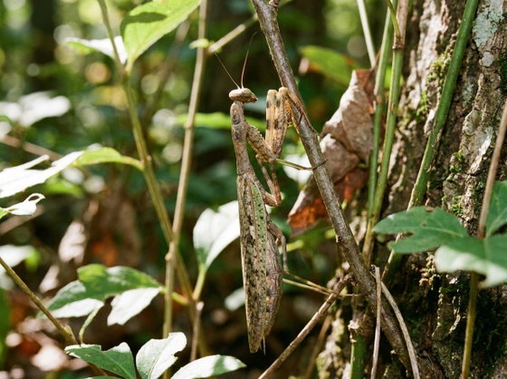 Carolina mantis
