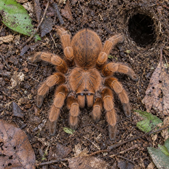Philippine tangerine tarantula