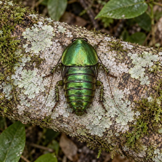 magnificent emerald roach