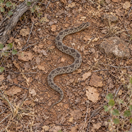 common egg eater