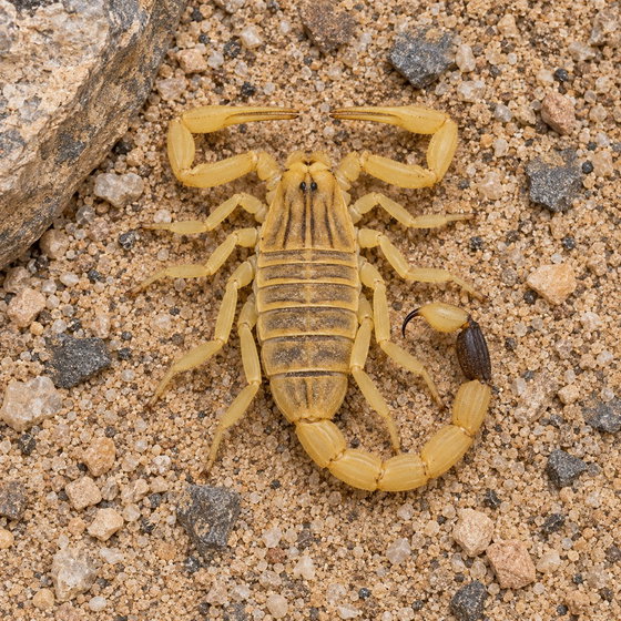 deathstalker scorpion