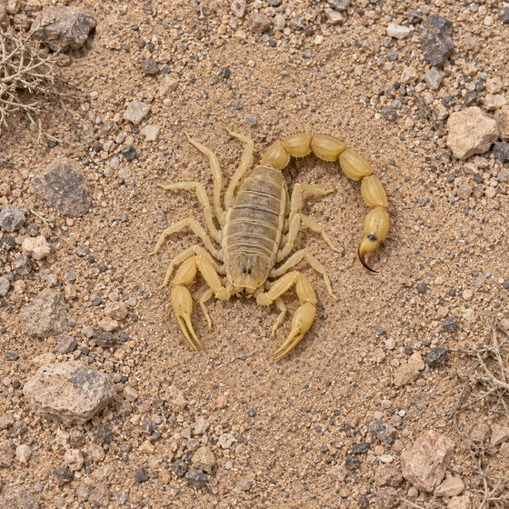 Tunisian fat tail scorpion