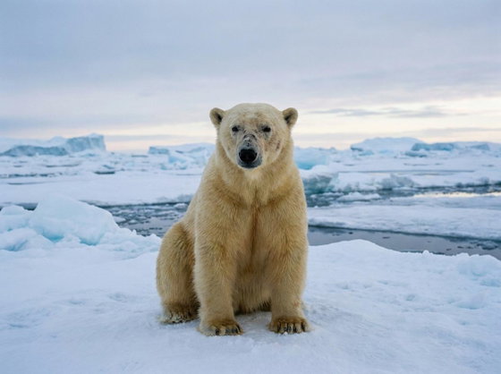 polar bear