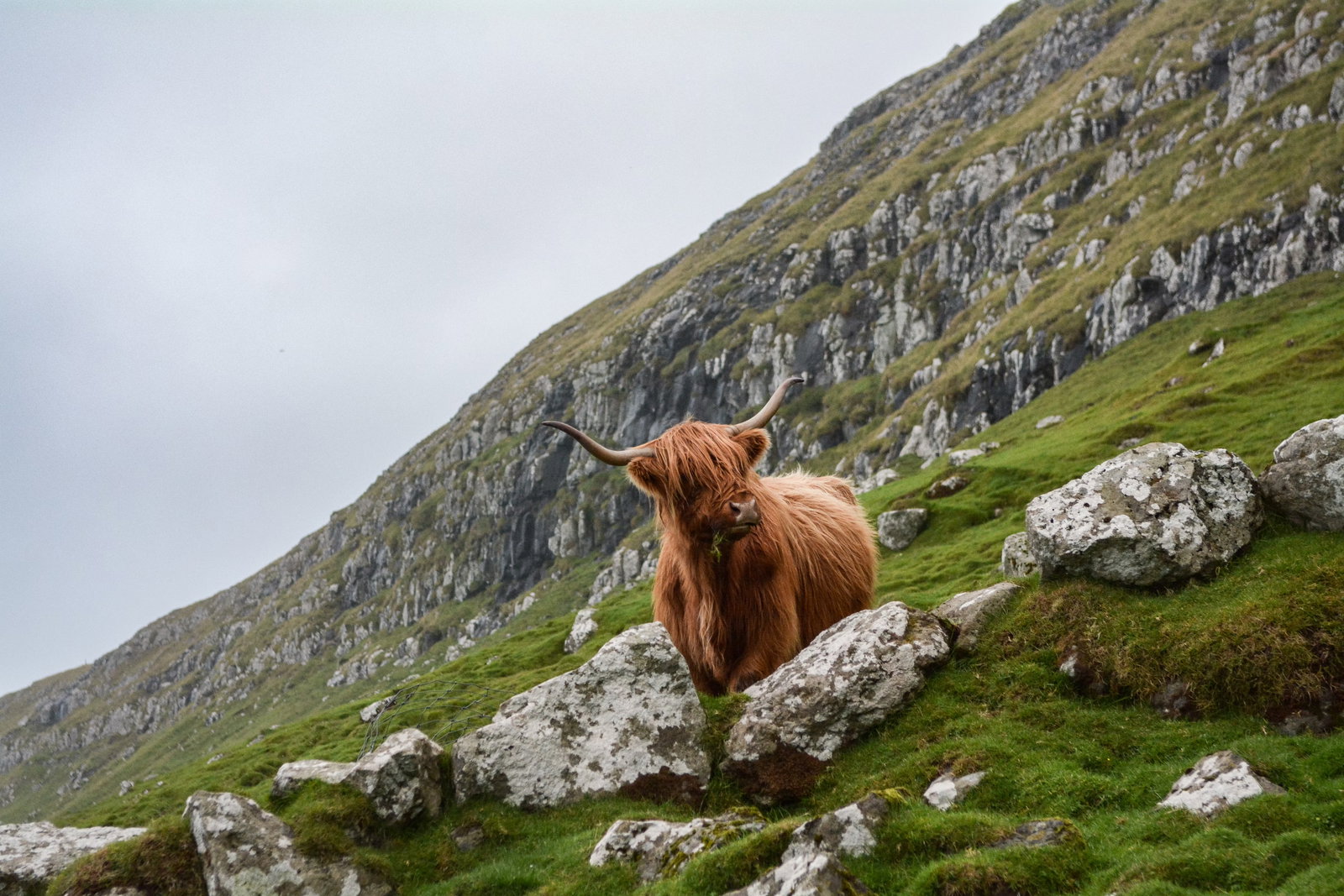 Cattle Boarding 17