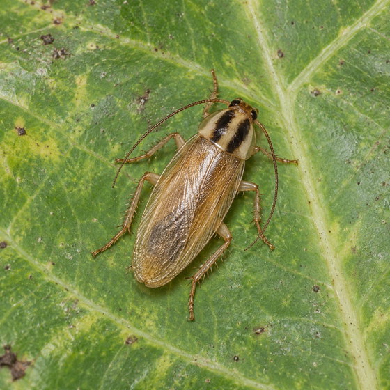 false German cockroach
