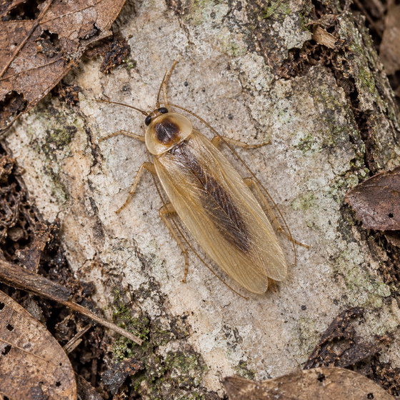 Schwarz's hooded cockroach