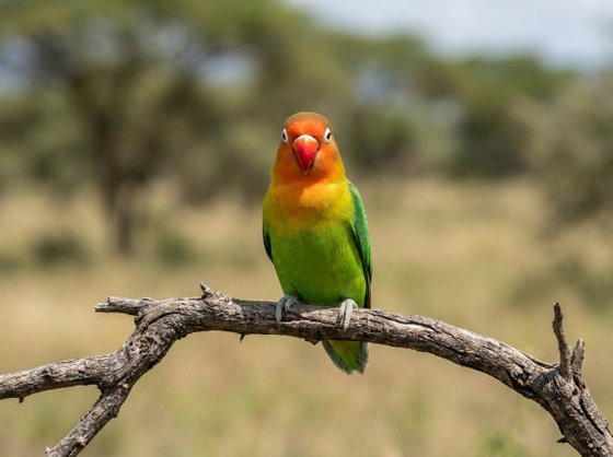Fischer's lovebird