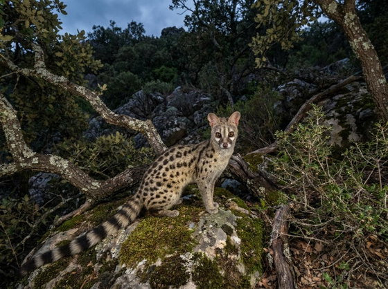 common genet
