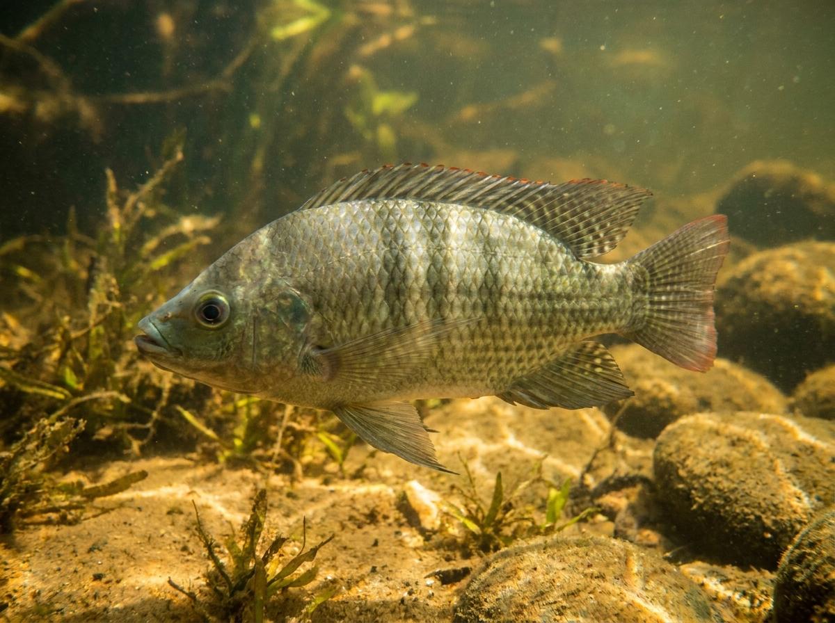 Nile tilapia