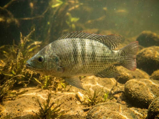 Nile tilapia