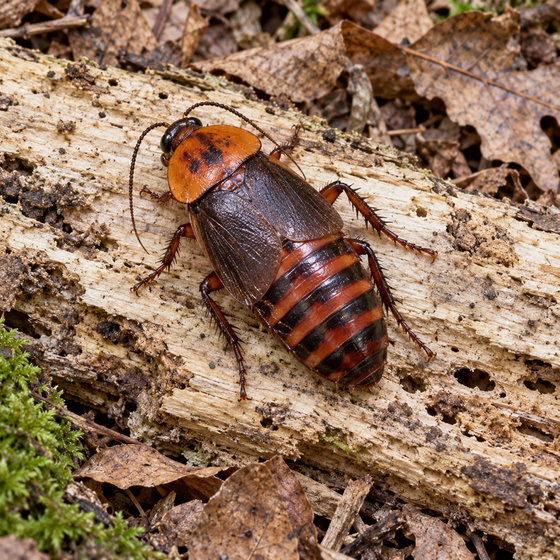 broad wood cockroach