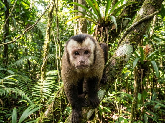 white-fronted capuchin