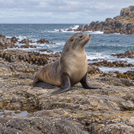 South American fur seal