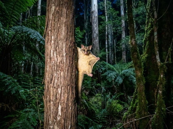 yellow-bellied glider