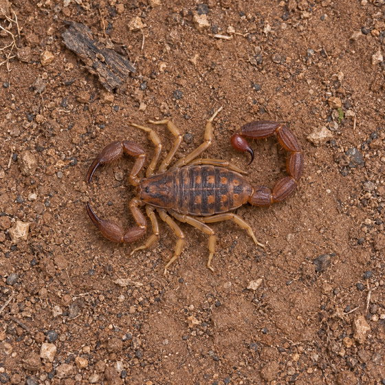 Congo scorpion