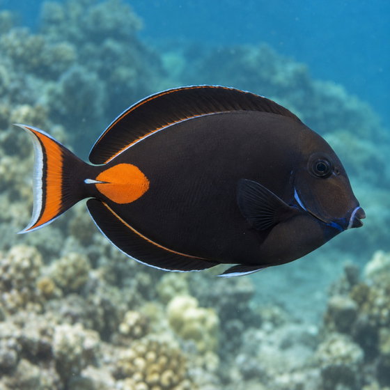 Achilles tang
