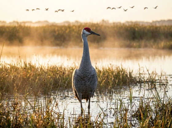 sandhill crane
