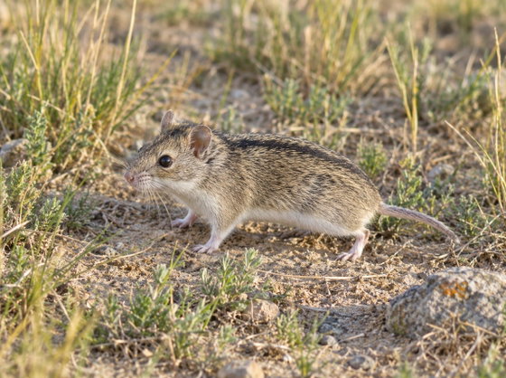 Chinese hamster