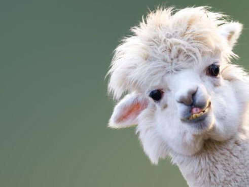 Llama