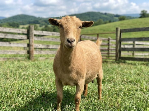 Photo of a Nigerian Dwarf goat recorded as chamoisee