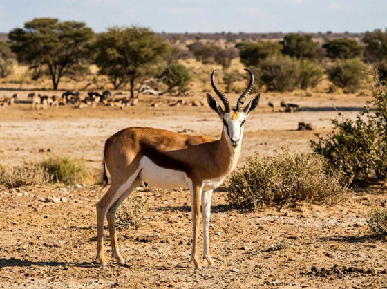 springbok
