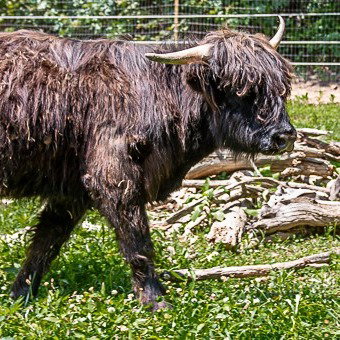 Beau of Ridge & Valley Appalachian Farm profile picture