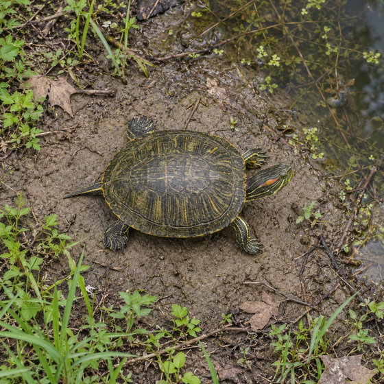 pond slider