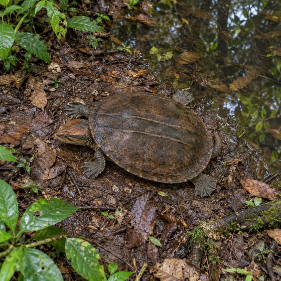 western twist-neck turtle