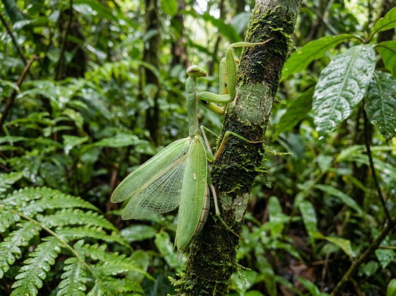giant Asian mantis