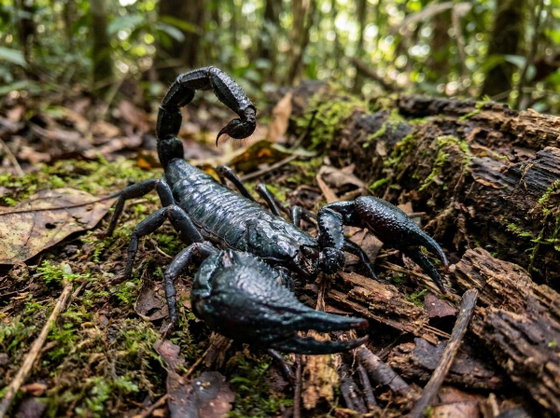 Asian forest scorpion