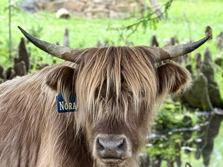 Nora