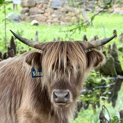 Nora profile picture