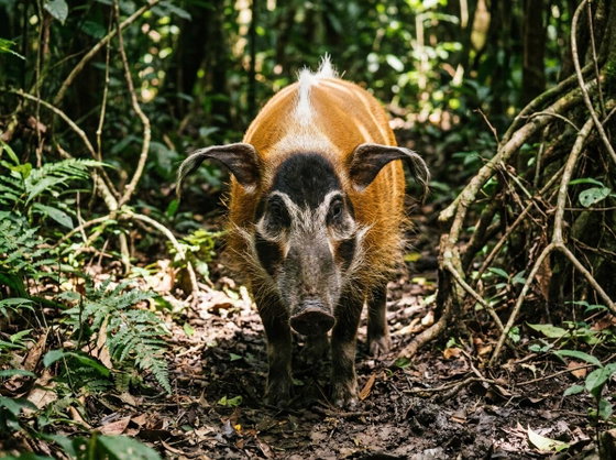 red river hog