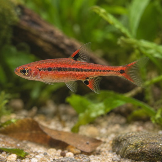 chili rasbora