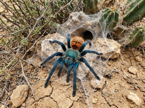 green bottle blue tarantula