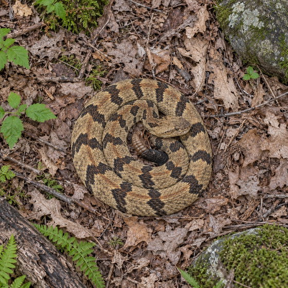 timber rattlesnake