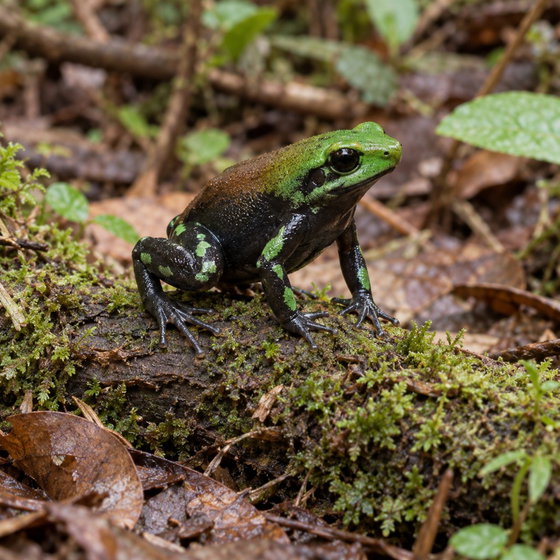 Mantella nigricans