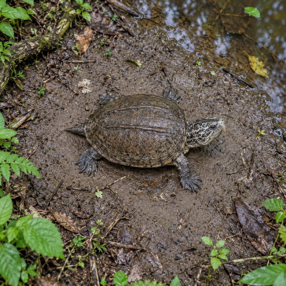 narrow-bridged musk turtle