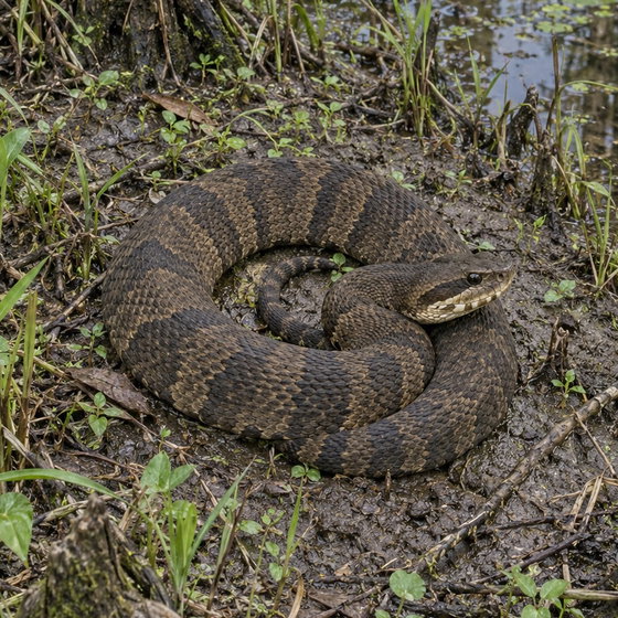 cottonmouth