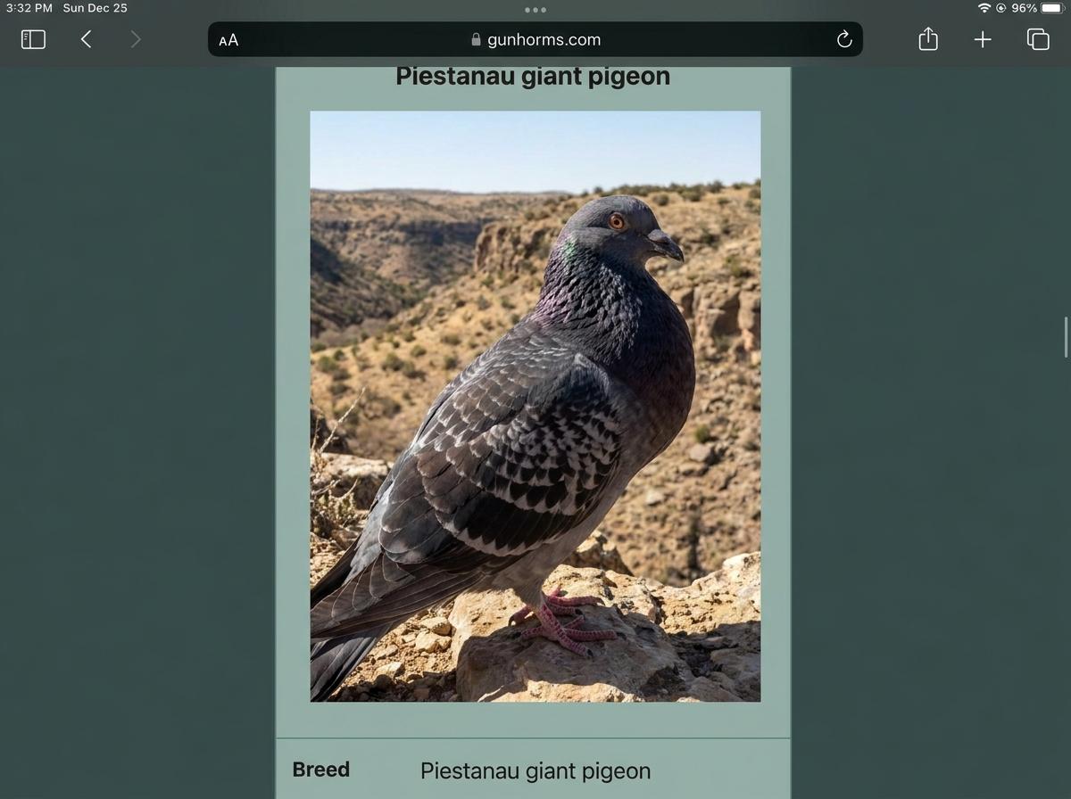 Piestanau Giant Pigeon