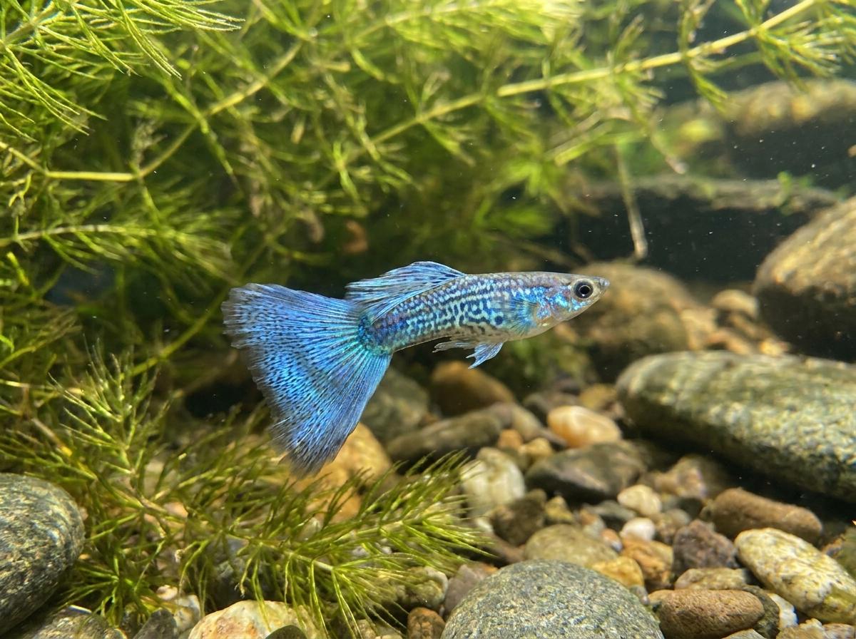 Japan Blue