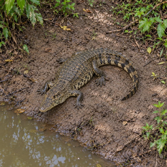 common caiman