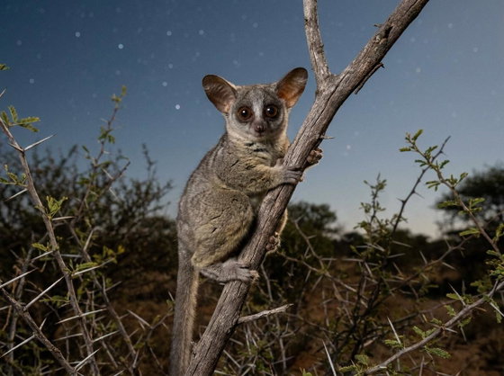 southern lesser galago