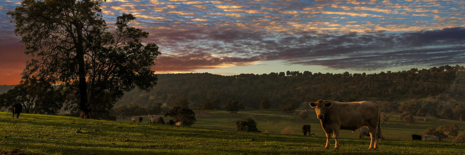 Tylers Extreme Farm profile cover image