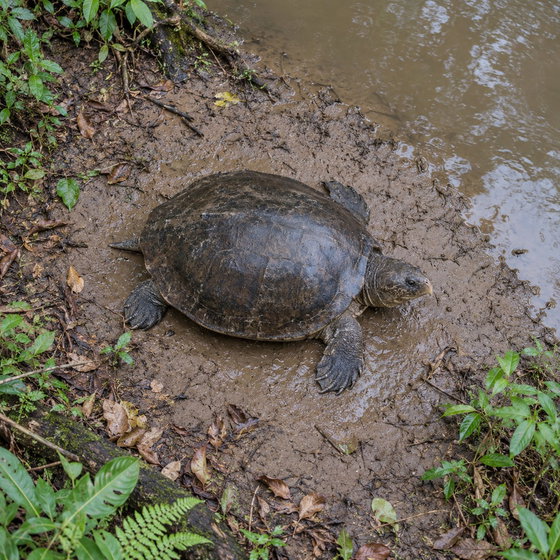 Malayan giant turtle