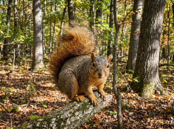 fox squirrel