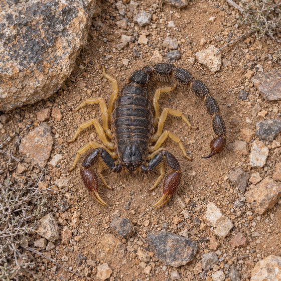 Hottentotta franzwerneri