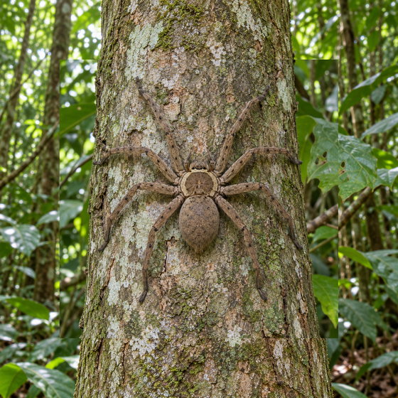 pantropical huntsman spider