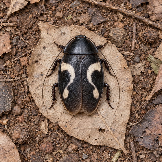 question mark roach