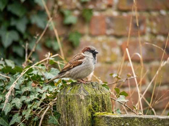 house sparrow